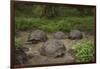 Galapagos Giant Tortoise Santa Cruz Island Galapagos Islands, Ecuador-Pete Oxford-Framed Premium Photographic Print