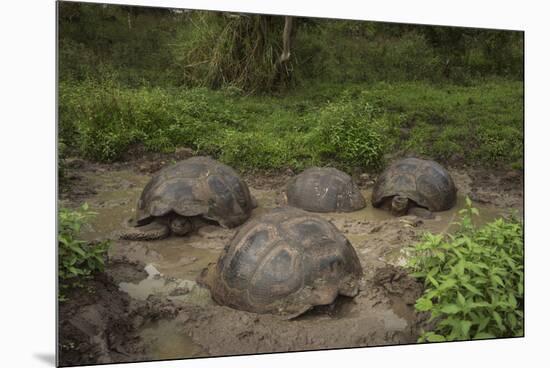 Galapagos Giant Tortoise Santa Cruz Island Galapagos Islands, Ecuador-Pete Oxford-Mounted Premium Photographic Print