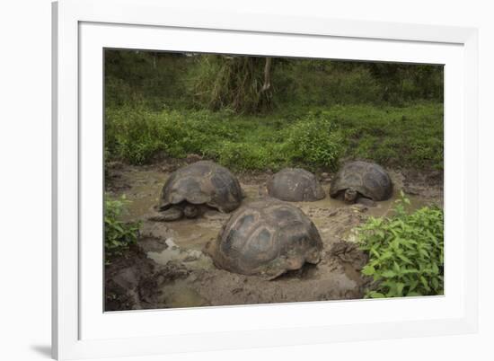 Galapagos Giant Tortoise Santa Cruz Island Galapagos Islands, Ecuador-Pete Oxford-Framed Photographic Print