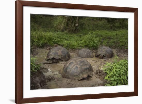 Galapagos Giant Tortoise Santa Cruz Island Galapagos Islands, Ecuador-Pete Oxford-Framed Photographic Print