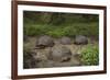 Galapagos Giant Tortoise Santa Cruz Island Galapagos Islands, Ecuador-Pete Oxford-Framed Photographic Print