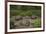 Galapagos Giant Tortoise Santa Cruz Island Galapagos Islands, Ecuador-Pete Oxford-Framed Photographic Print