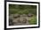 Galapagos Giant Tortoise Santa Cruz Island Galapagos Islands, Ecuador-Pete Oxford-Framed Photographic Print