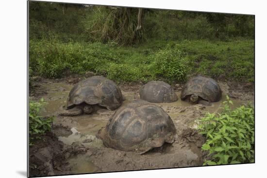 Galapagos Giant Tortoise Santa Cruz Island Galapagos Islands, Ecuador-Pete Oxford-Mounted Photographic Print