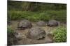 Galapagos Giant Tortoise Santa Cruz Island Galapagos Islands, Ecuador-Pete Oxford-Mounted Photographic Print