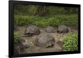 Galapagos Giant Tortoise Santa Cruz Island Galapagos Islands, Ecuador-Pete Oxford-Framed Photographic Print