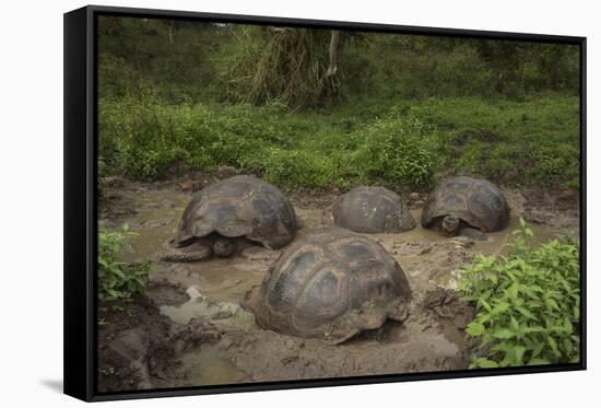 Galapagos Giant Tortoise Santa Cruz Island Galapagos Islands, Ecuador-Pete Oxford-Framed Stretched Canvas