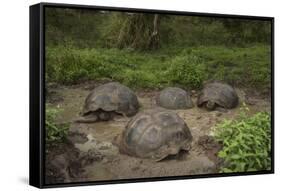 Galapagos Giant Tortoise Santa Cruz Island Galapagos Islands, Ecuador-Pete Oxford-Framed Stretched Canvas