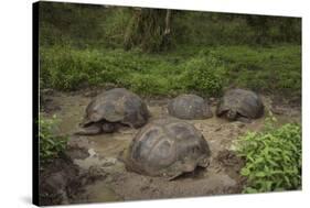 Galapagos Giant Tortoise Santa Cruz Island Galapagos Islands, Ecuador-Pete Oxford-Stretched Canvas