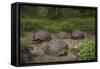 Galapagos Giant Tortoise Santa Cruz Island Galapagos Islands, Ecuador-Pete Oxford-Framed Stretched Canvas