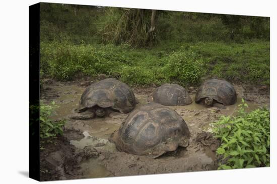 Galapagos Giant Tortoise Santa Cruz Island Galapagos Islands, Ecuador-Pete Oxford-Stretched Canvas