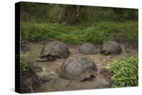 Galapagos Giant Tortoise Santa Cruz Island Galapagos Islands, Ecuador-Pete Oxford-Stretched Canvas