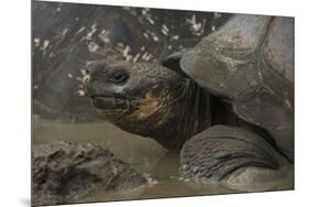 Galapagos Giant Tortoise Santa Cruz Island, Galapagos Islands, Ecuador-Pete Oxford-Mounted Premium Photographic Print