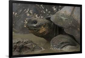 Galapagos Giant Tortoise Santa Cruz Island, Galapagos Islands, Ecuador-Pete Oxford-Framed Premium Photographic Print