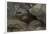 Galapagos Giant Tortoise Santa Cruz Island, Galapagos Islands, Ecuador-Pete Oxford-Framed Photographic Print