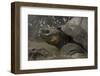 Galapagos Giant Tortoise Santa Cruz Island, Galapagos Islands, Ecuador-Pete Oxford-Framed Photographic Print