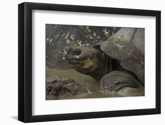 Galapagos Giant Tortoise Santa Cruz Island, Galapagos Islands, Ecuador-Pete Oxford-Framed Photographic Print