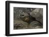 Galapagos Giant Tortoise Santa Cruz Island, Galapagos Islands, Ecuador-Pete Oxford-Framed Photographic Print