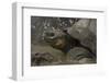 Galapagos Giant Tortoise Santa Cruz Island, Galapagos Islands, Ecuador-Pete Oxford-Framed Photographic Print