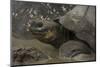 Galapagos Giant Tortoise Santa Cruz Island, Galapagos Islands, Ecuador-Pete Oxford-Mounted Photographic Print