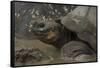 Galapagos Giant Tortoise Santa Cruz Island, Galapagos Islands, Ecuador-Pete Oxford-Framed Stretched Canvas