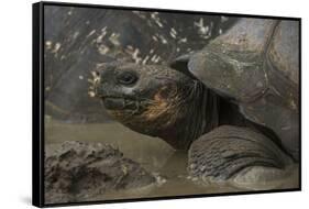 Galapagos Giant Tortoise Santa Cruz Island, Galapagos Islands, Ecuador-Pete Oxford-Framed Stretched Canvas