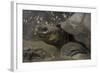 Galapagos Giant Tortoise Santa Cruz Island, Galapagos Islands, Ecuador-Pete Oxford-Framed Photographic Print