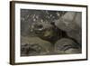 Galapagos Giant Tortoise Santa Cruz Island, Galapagos Islands, Ecuador-Pete Oxford-Framed Photographic Print