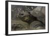 Galapagos Giant Tortoise Santa Cruz Island, Galapagos Islands, Ecuador-Pete Oxford-Framed Photographic Print