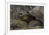 Galapagos Giant Tortoise Santa Cruz Island, Galapagos Islands, Ecuador-Pete Oxford-Framed Photographic Print