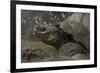 Galapagos Giant Tortoise Santa Cruz Island, Galapagos Islands, Ecuador-Pete Oxford-Framed Photographic Print