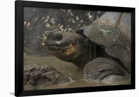 Galapagos Giant Tortoise Santa Cruz Island, Galapagos Islands, Ecuador-Pete Oxford-Framed Photographic Print