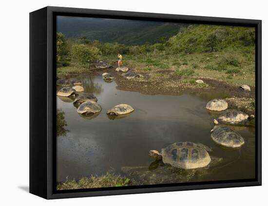 Galapagos Giant Tortoise With Tui De Roy Near Alcedo Volcano, Isabela Island, Galapagos Islands-Pete Oxford-Framed Stretched Canvas