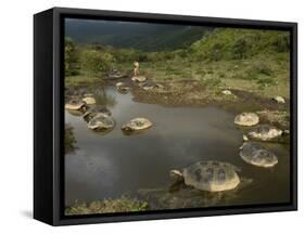 Galapagos Giant Tortoise With Tui De Roy Near Alcedo Volcano, Isabela Island, Galapagos Islands-Pete Oxford-Framed Stretched Canvas