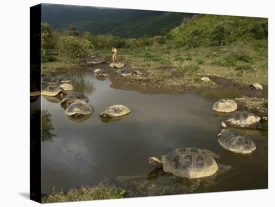 Galapagos Giant Tortoise With Tui De Roy Near Alcedo Volcano, Isabela Island, Galapagos Islands-Pete Oxford-Stretched Canvas