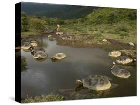 Galapagos Giant Tortoise With Tui De Roy Near Alcedo Volcano, Isabela Island, Galapagos Islands-Pete Oxford-Stretched Canvas