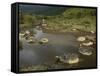 Galapagos Giant Tortoise With Tui De Roy Near Alcedo Volcano, Isabela Island, Galapagos Islands-Pete Oxford-Framed Stretched Canvas