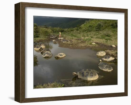 Galapagos Giant Tortoise With Tui De Roy Near Alcedo Volcano, Isabela Island, Galapagos Islands-Pete Oxford-Framed Photographic Print