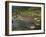 Galapagos Giant Tortoise With Tui De Roy Near Alcedo Volcano, Isabela Island, Galapagos Islands-Pete Oxford-Framed Photographic Print