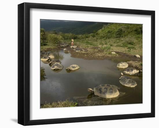 Galapagos Giant Tortoise With Tui De Roy Near Alcedo Volcano, Isabela Island, Galapagos Islands-Pete Oxford-Framed Photographic Print