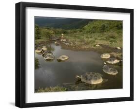 Galapagos Giant Tortoise With Tui De Roy Near Alcedo Volcano, Isabela Island, Galapagos Islands-Pete Oxford-Framed Photographic Print
