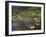 Galapagos Giant Tortoise With Tui De Roy Near Alcedo Volcano, Isabela Island, Galapagos Islands-Pete Oxford-Framed Photographic Print