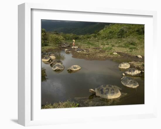 Galapagos Giant Tortoise With Tui De Roy Near Alcedo Volcano, Isabela Island, Galapagos Islands-Pete Oxford-Framed Photographic Print