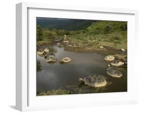 Galapagos Giant Tortoise With Tui De Roy Near Alcedo Volcano, Isabela Island, Galapagos Islands-Pete Oxford-Framed Photographic Print