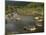 Galapagos Giant Tortoise With Tui De Roy Near Alcedo Volcano, Isabela Island, Galapagos Islands-Pete Oxford-Mounted Photographic Print