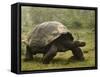 Galapagos Giant Tortoise With Tui De Roy Near Alcedo Volcano, Isabela Island, Galapagos Islands-Pete Oxford-Framed Stretched Canvas