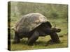Galapagos Giant Tortoise With Tui De Roy Near Alcedo Volcano, Isabela Island, Galapagos Islands-Pete Oxford-Stretched Canvas