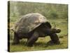 Galapagos Giant Tortoise With Tui De Roy Near Alcedo Volcano, Isabela Island, Galapagos Islands-Pete Oxford-Stretched Canvas