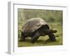 Galapagos Giant Tortoise With Tui De Roy Near Alcedo Volcano, Isabela Island, Galapagos Islands-Pete Oxford-Framed Photographic Print