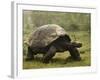 Galapagos Giant Tortoise With Tui De Roy Near Alcedo Volcano, Isabela Island, Galapagos Islands-Pete Oxford-Framed Photographic Print